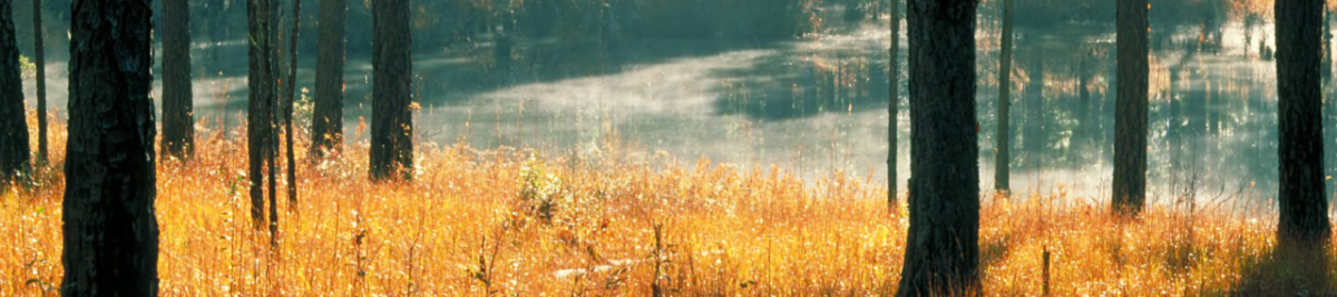 Scenic landscape of a forested area and waterway in the background.