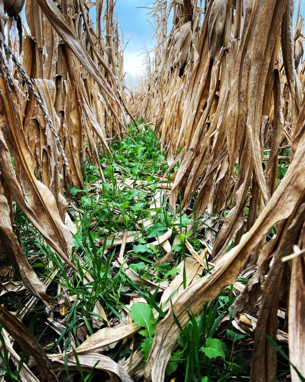 Close up of rows of dry corn stalks.