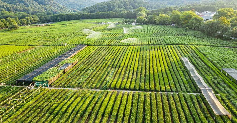 fields of green crops