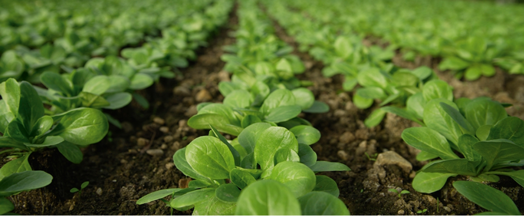 Field of crops