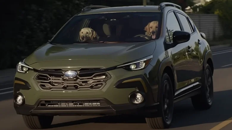 dogs driving a car