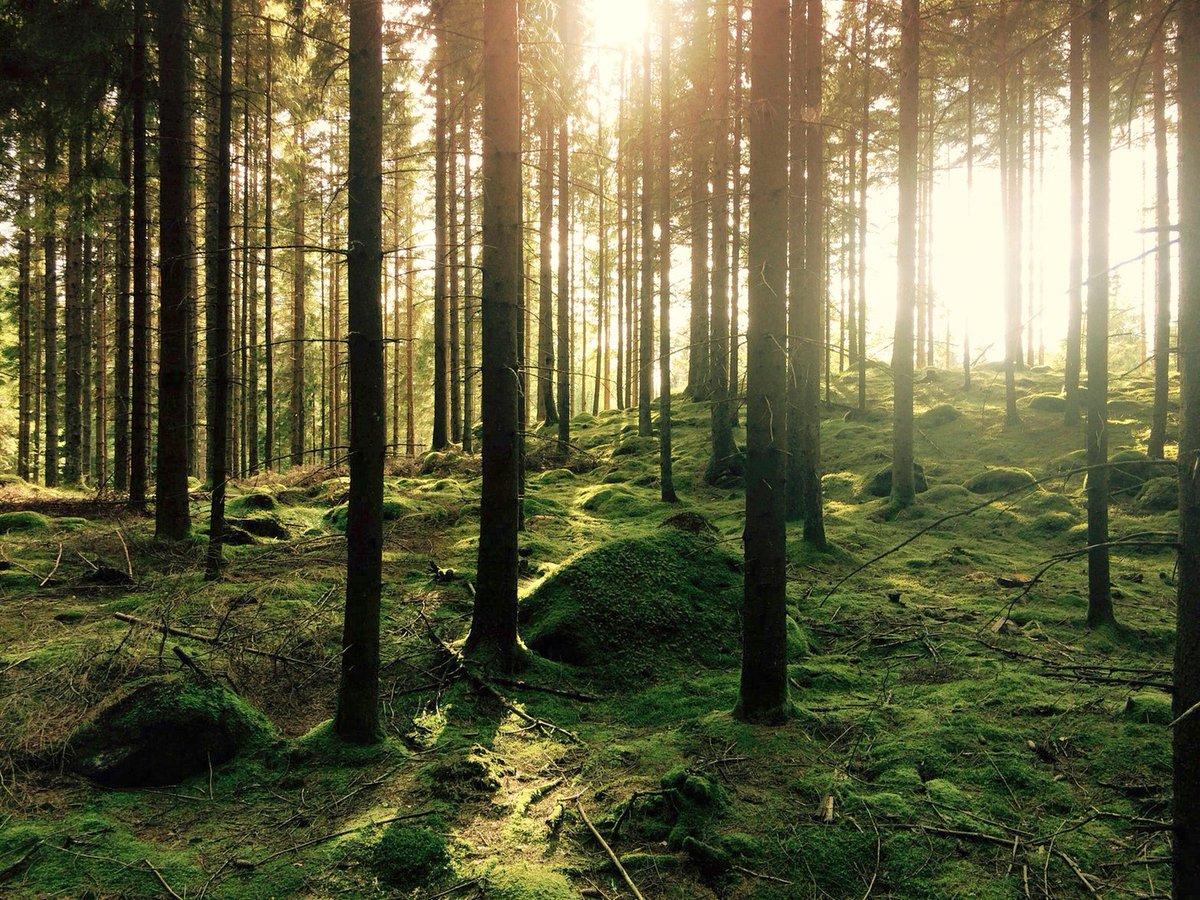 Sunlight showing through a grove of trees in a forest.