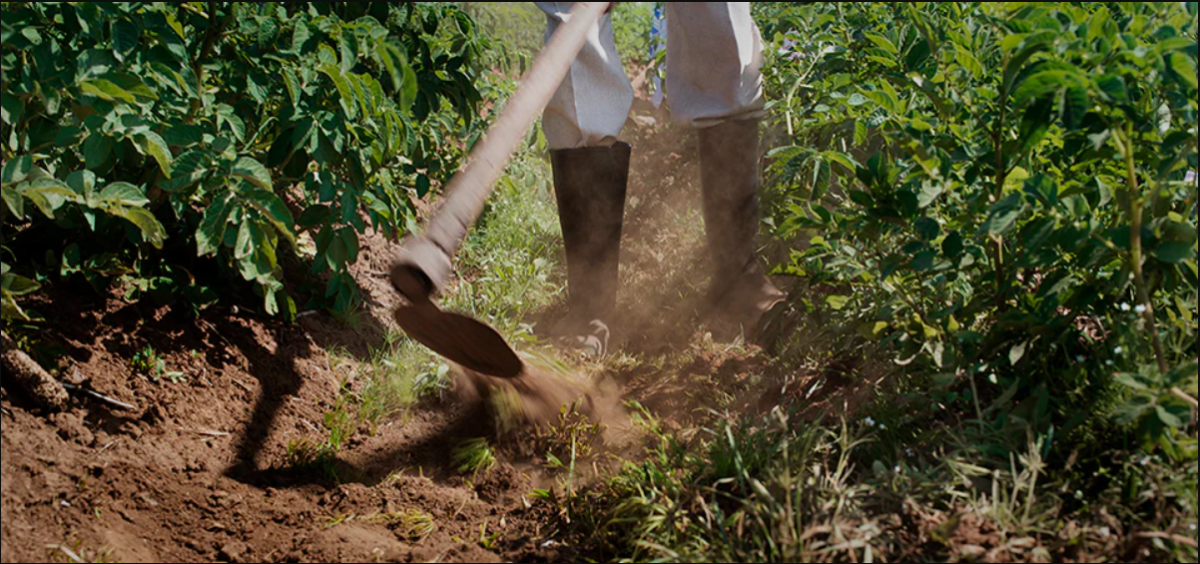 farmer tilling between rows of crops