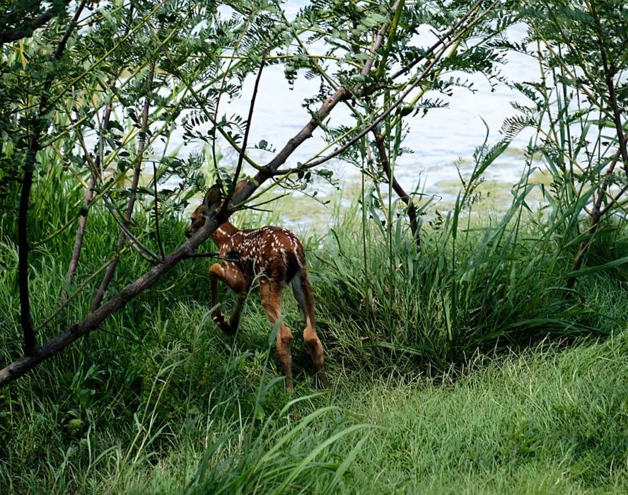 A fawn in tall grass