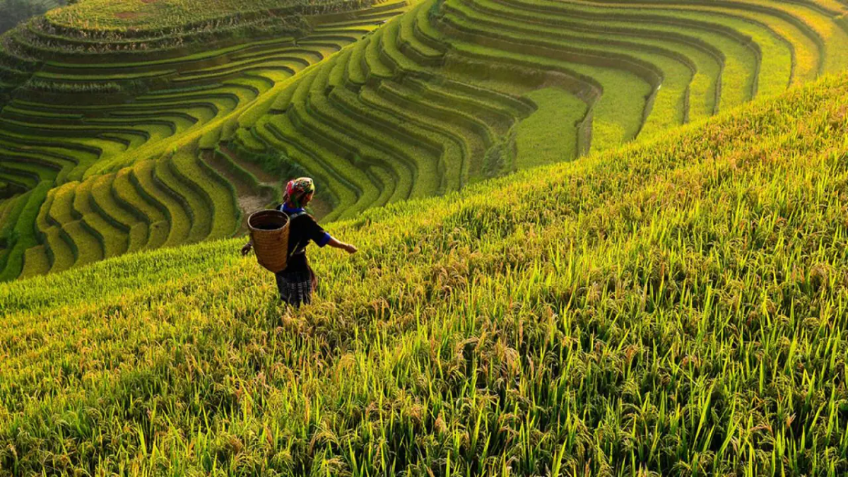 Farmer in a large field