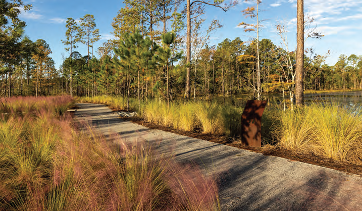 A wooden pathway through a wetland/forested area.