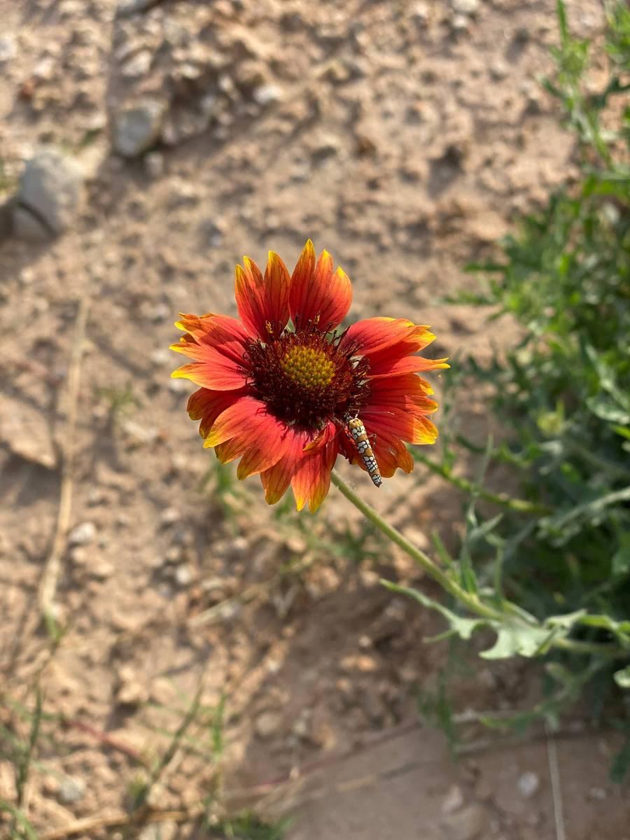 A bug on an orange flower. Soil and dirt on the ground.