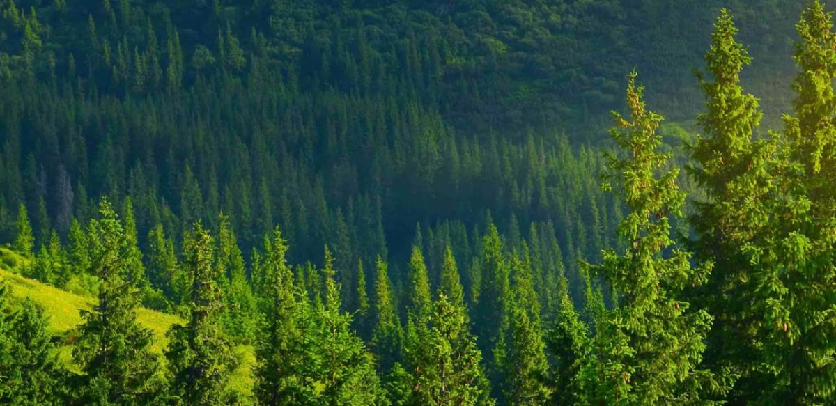 Aerial view of a forest. 