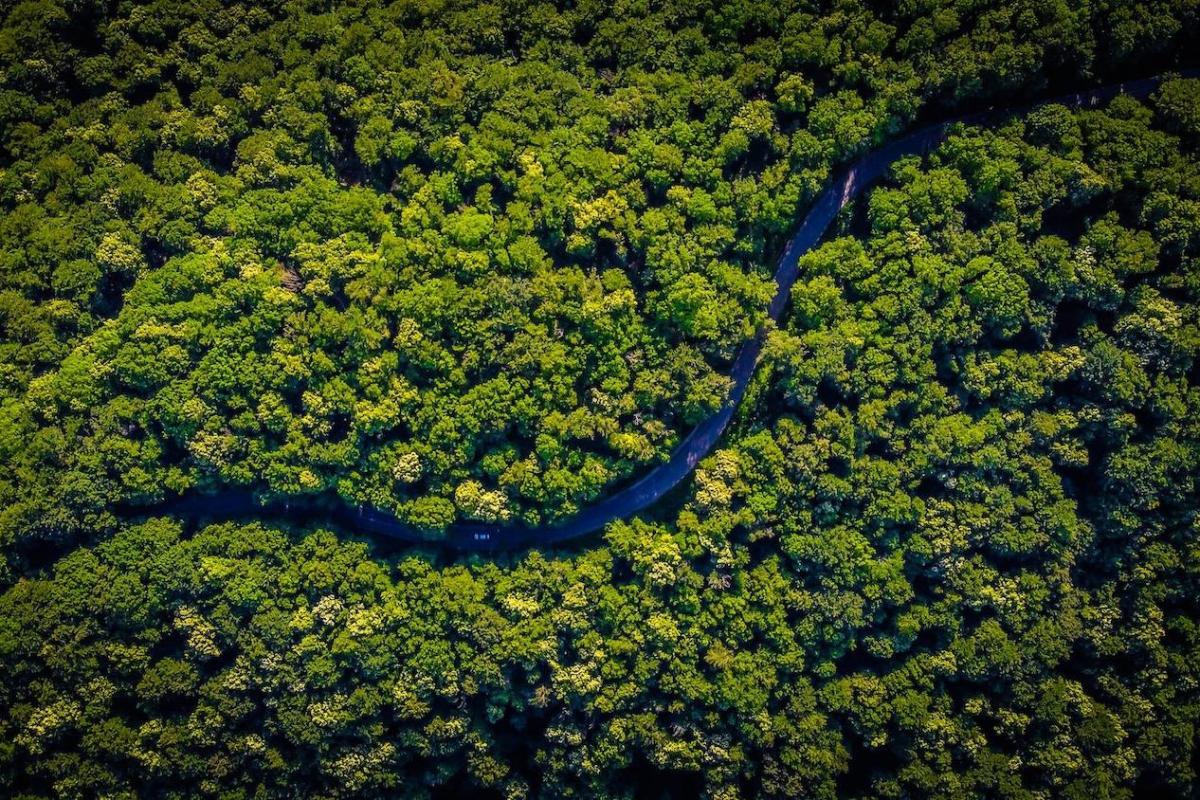 forest with river running through it