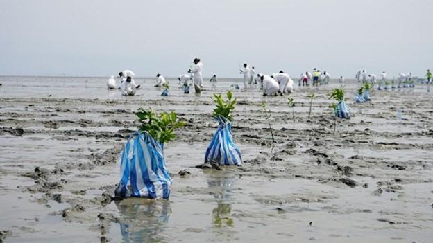 mangroves
