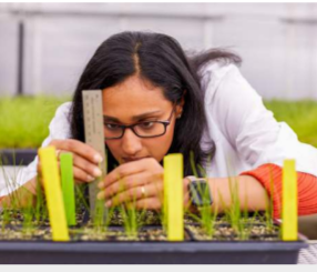 A person closely measuring seedlings in a planter box.