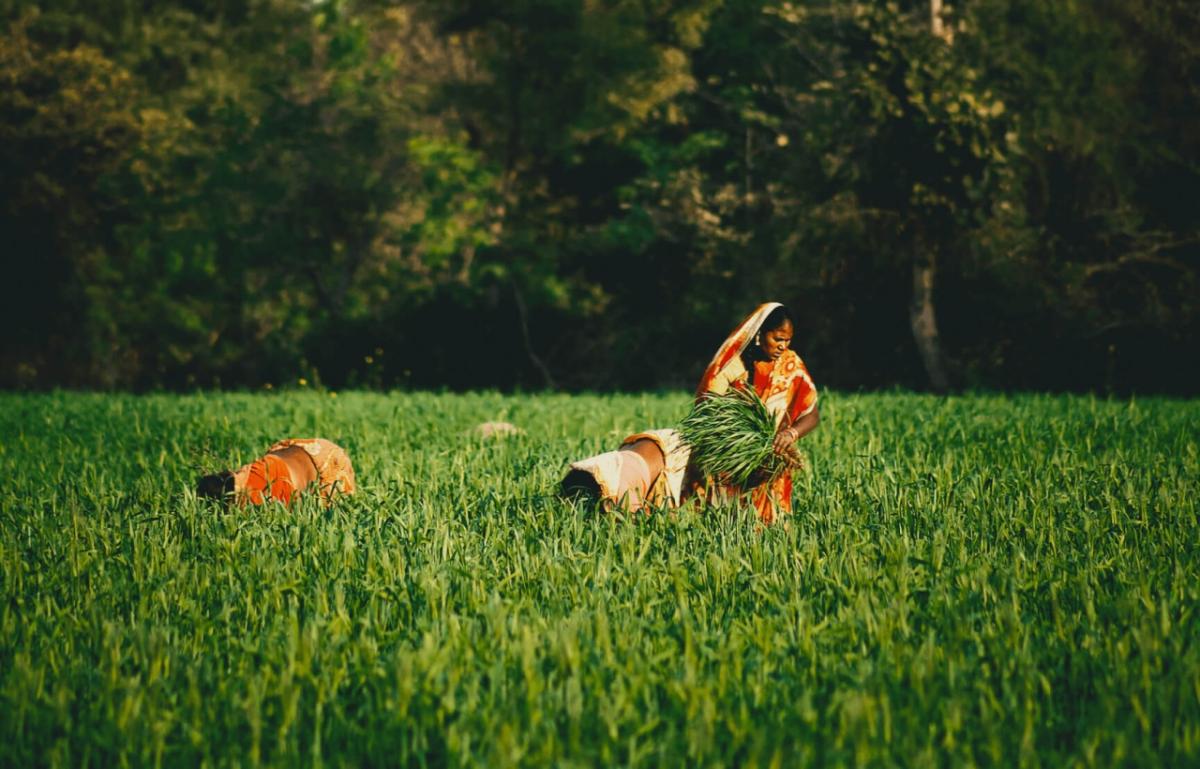 people harvesting in a field