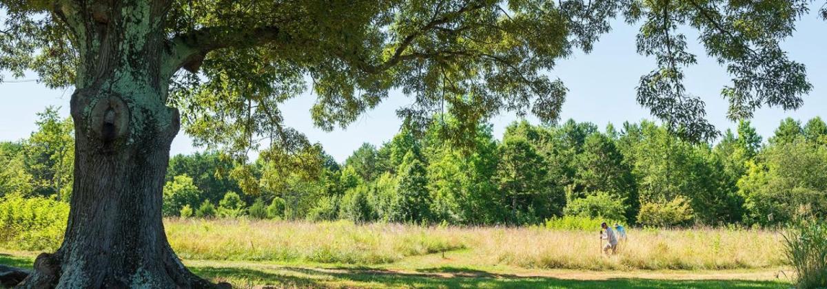 Tree in a field