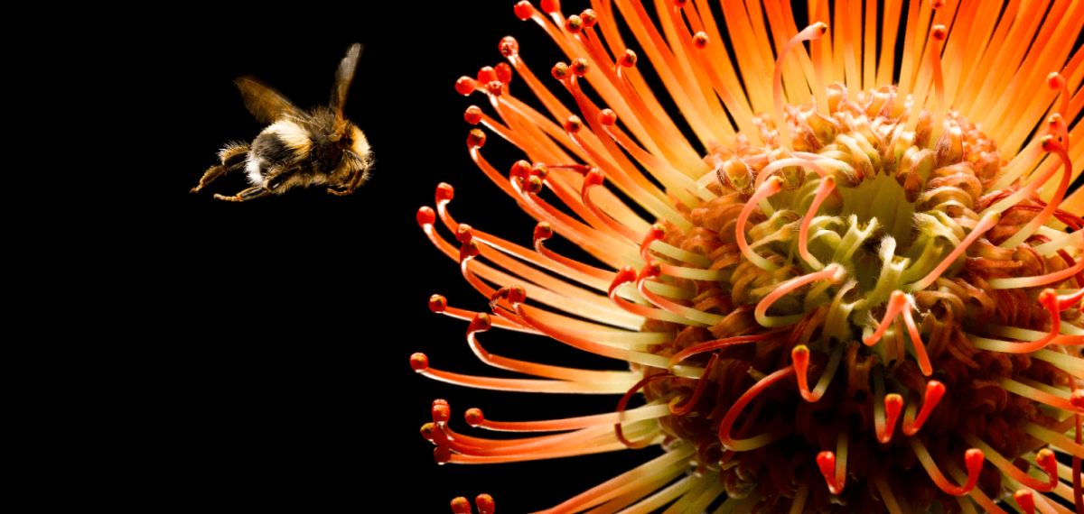 Close up of bee flying to flower