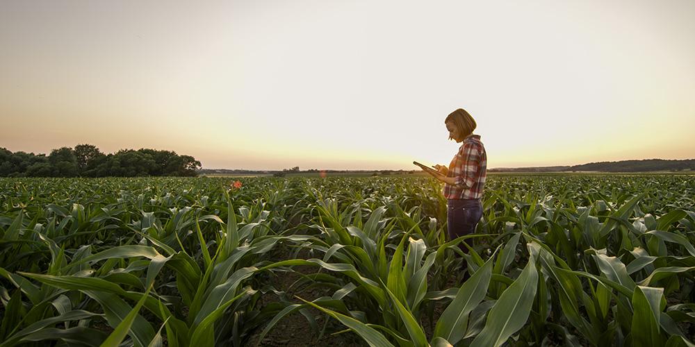 Woman using tablet amid crops