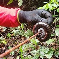 Large centipede on a stick