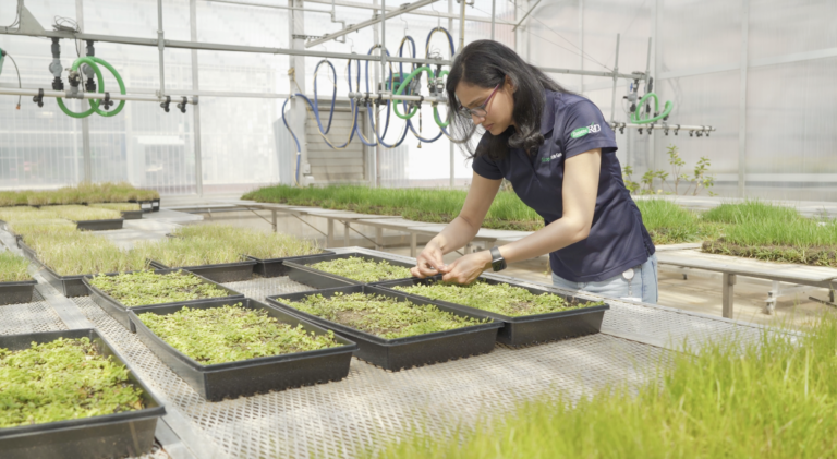 A person tending plants in a greenhouse.