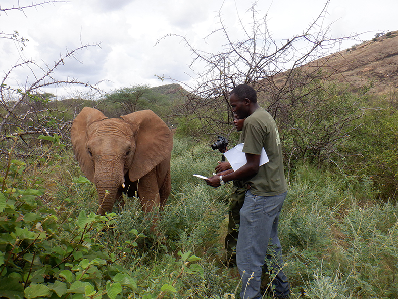 “Elephants are wise, brilliant animals,” says Dr. Stephen Chege (foreground). “They’re very intelligent, and they have emotions just like we do.” | Photo: San Diego Zoo Wildlife Alliance