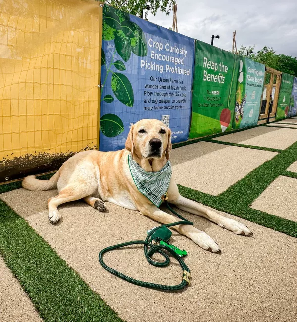 A dog laying on a pathway in front of a cloth banner lined fence.