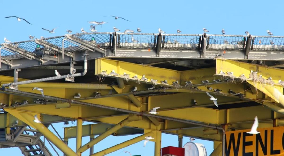 hundreds of sea birds flying and nesting on a large industrial platform