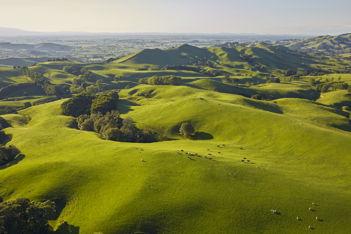 Fields with animals grazing