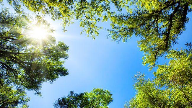 View of the sun and a clear blue sky through a canopy of trees