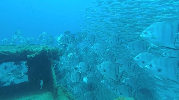 under the ocean