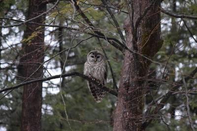 An owl sitting on a branch in a tree