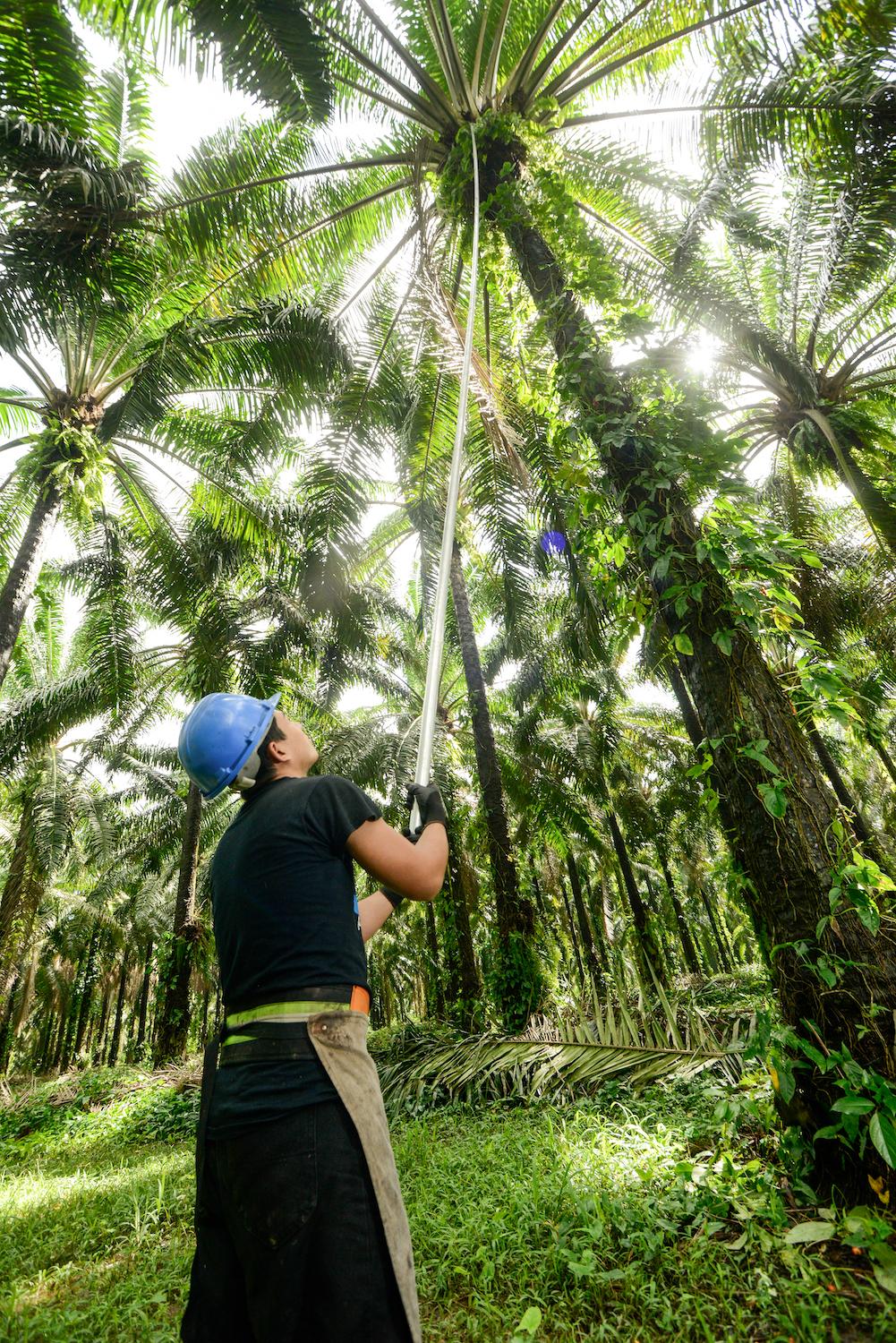 A person with a very long pole reaching up to the top of a palm tree.