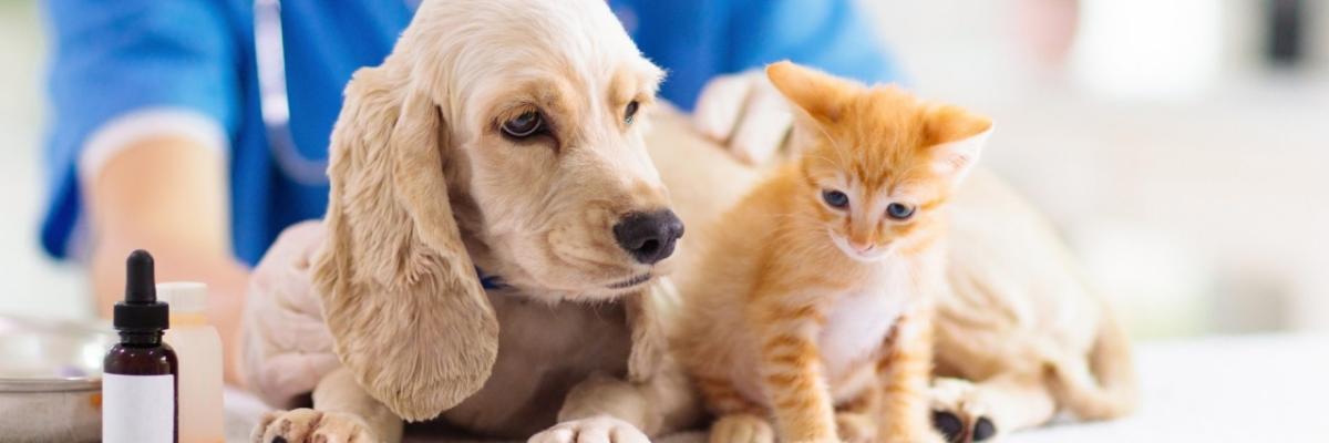 A puppy and kitten on a table, a person behind them and a bottle with dropper next to them