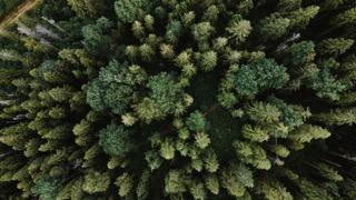 Aerial forest view