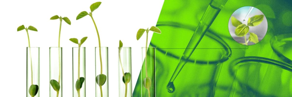 Seedlings in glass tubes. A pipette on the right with a green background.