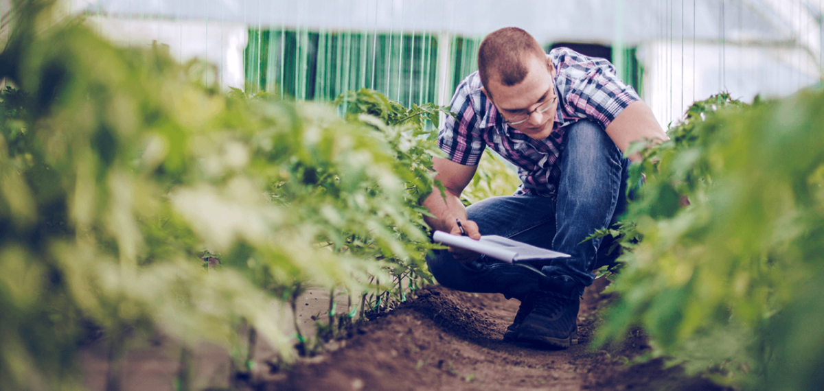 person looking at plants