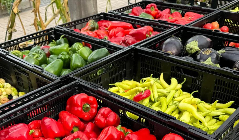 Rows of black bins full of colorful produce.