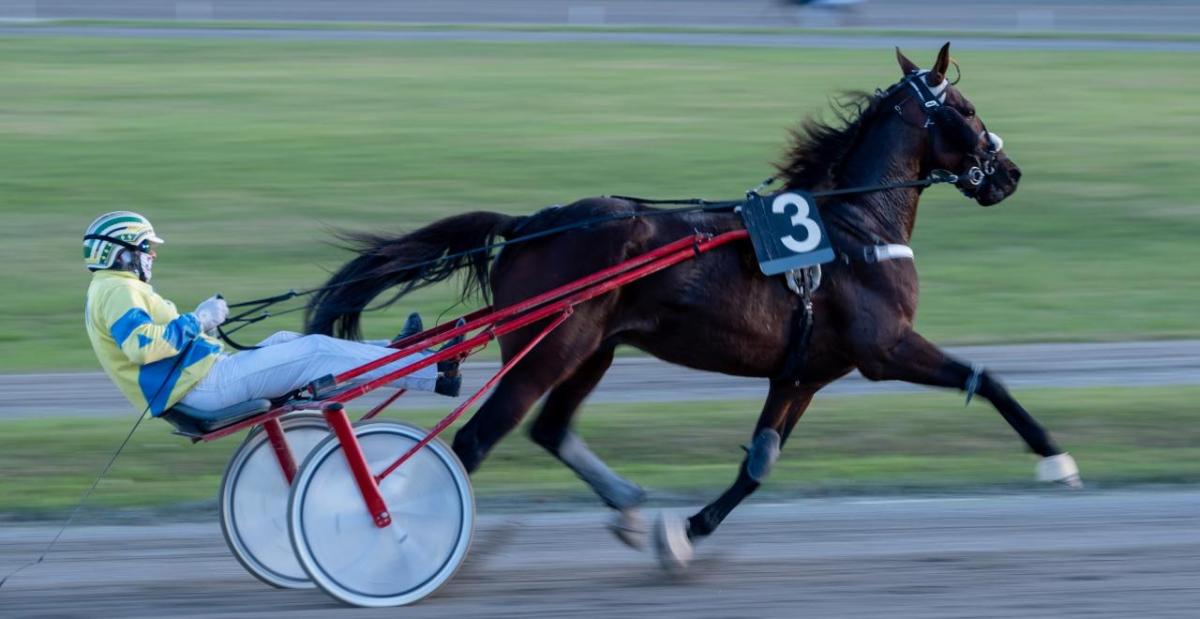 A horse pulling a jockey on a wheeled cart in a race.