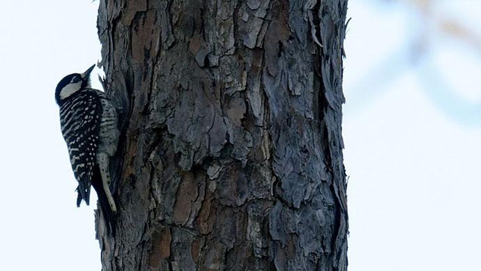 red cockaded woodpecker