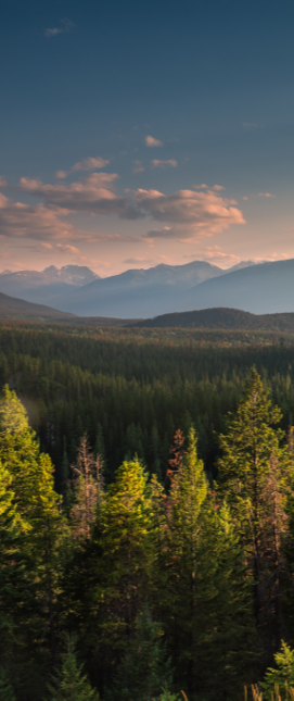 aerial view of a forested area with mountains in the distance.