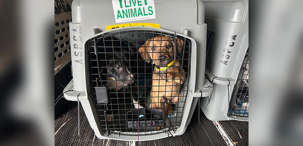 dogs in carrier