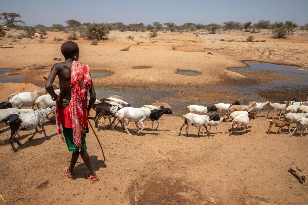 Person with goats in desert