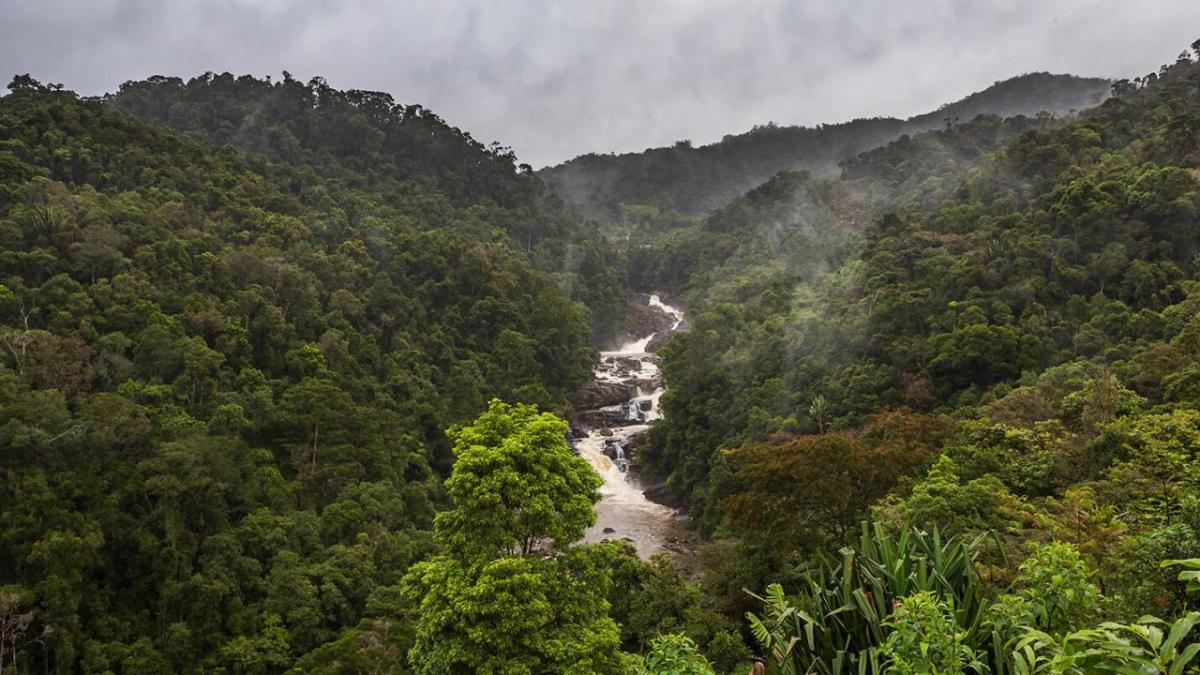 River in forest