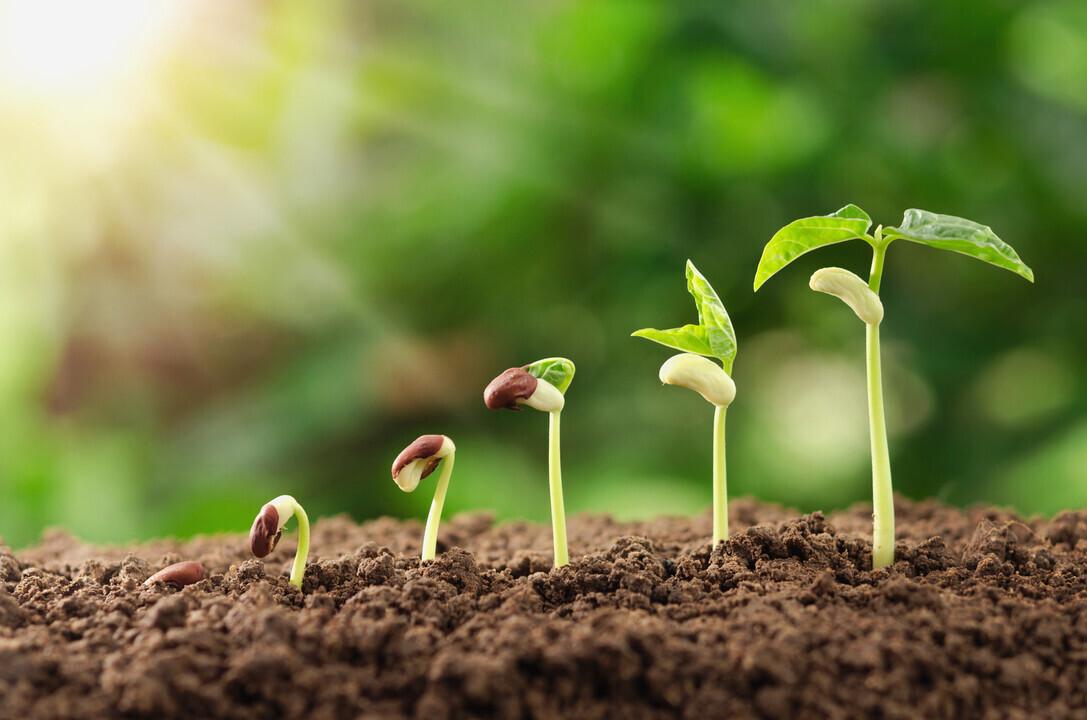 a seedling at five different stages of growth out of the soil.