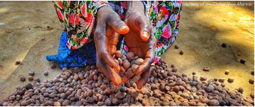 Close up of hands holding seeds over a pile of seeds on the ground.