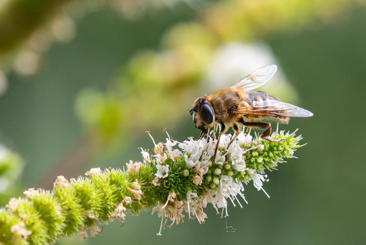 bee on a flower