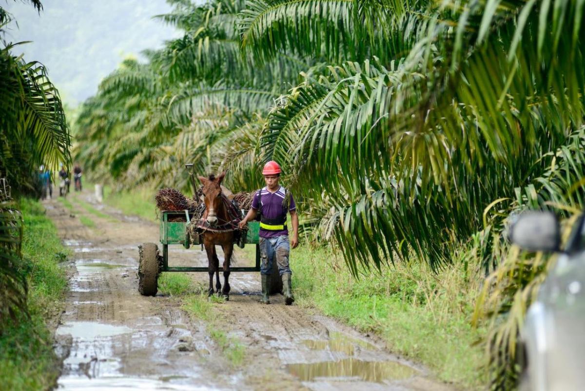 A person walking alongside a horse pulling a cart down a wet muddy road lined with trees.