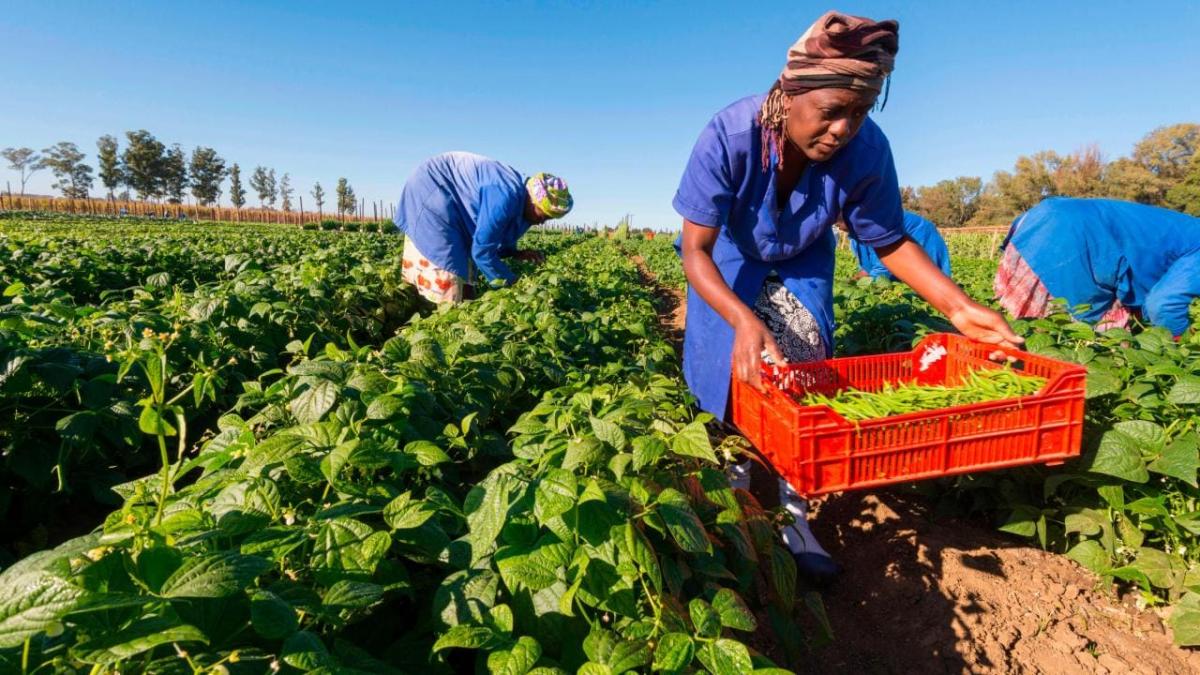 farmers picking beans