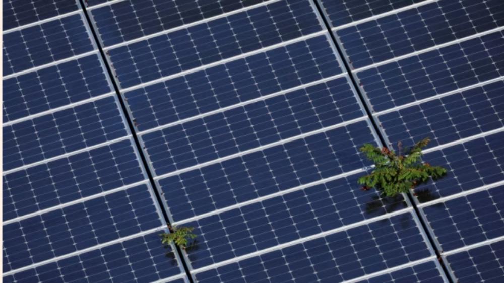 Close up of rows of close solar panels. A plant growing between some.