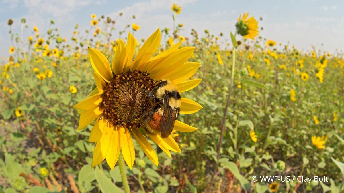 a bee sits on a yellow flower