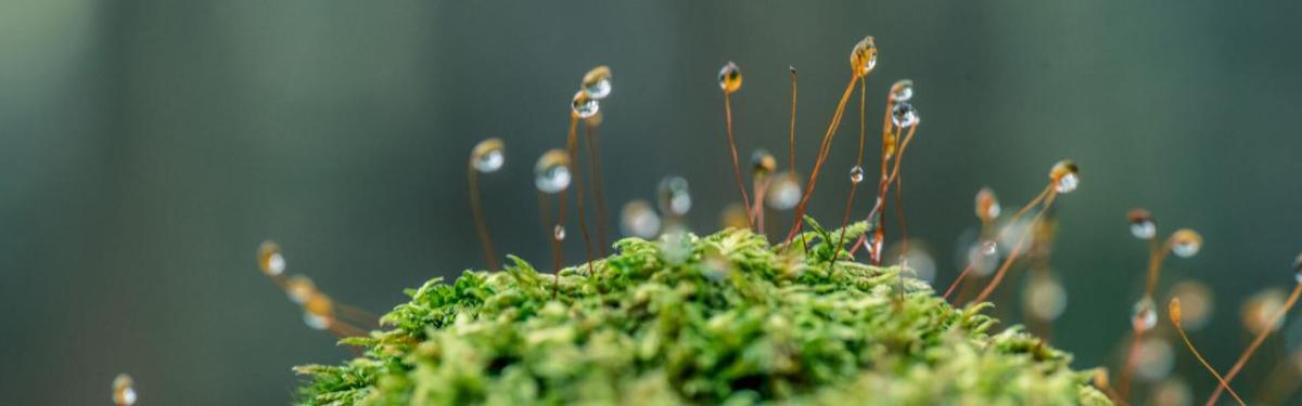 Close up of a tiny piece of moss with small sprouts covered in dew.