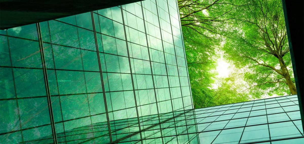 looking up at a tree canopy, surrounded by buildings.