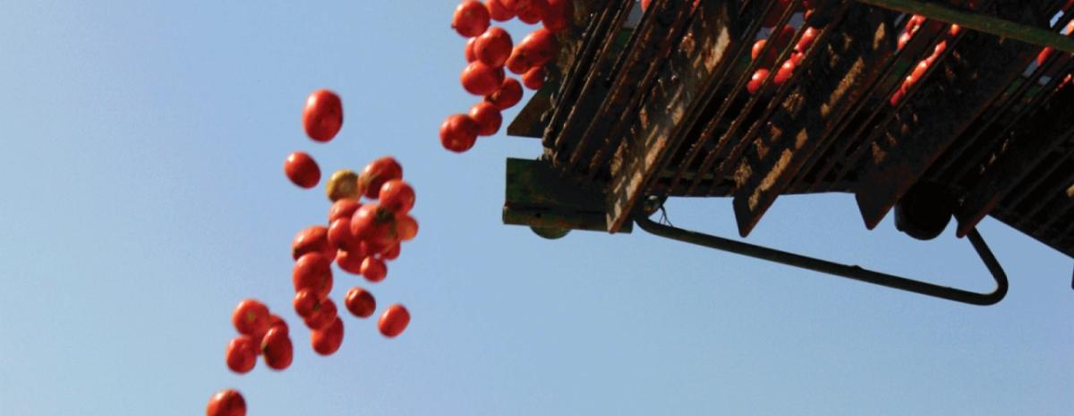 tomatoes fall off a conveyor belt